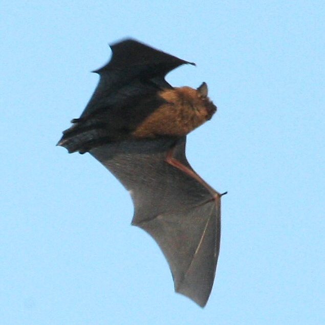 bat